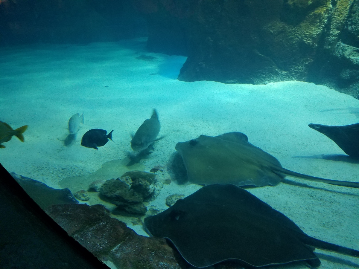 Cownose Rays