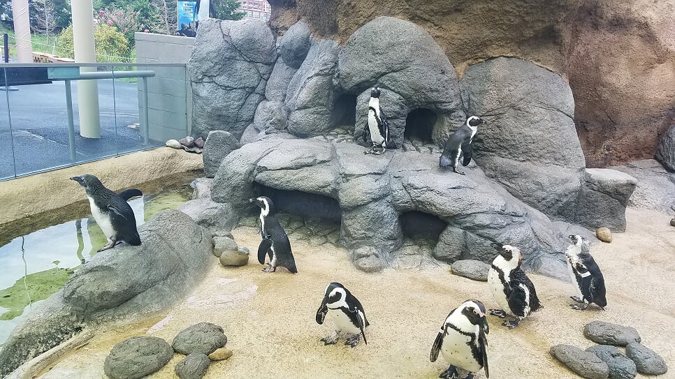 Penguin Park