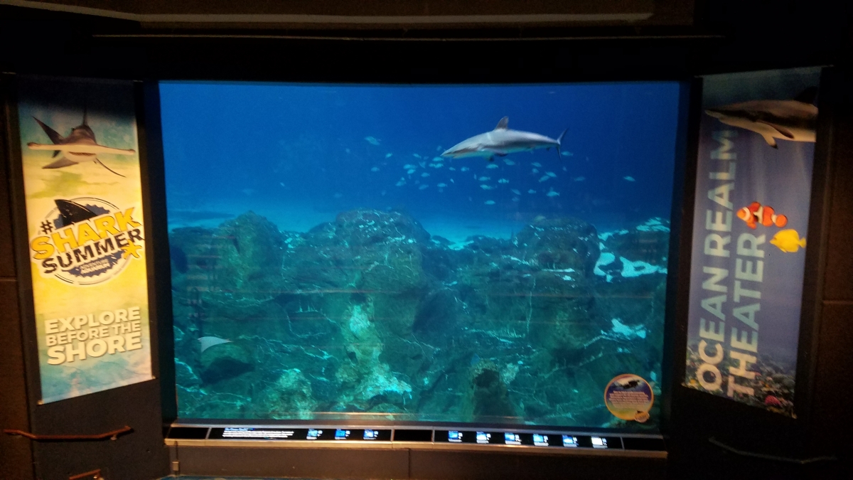 Ocean Realm viewing Area