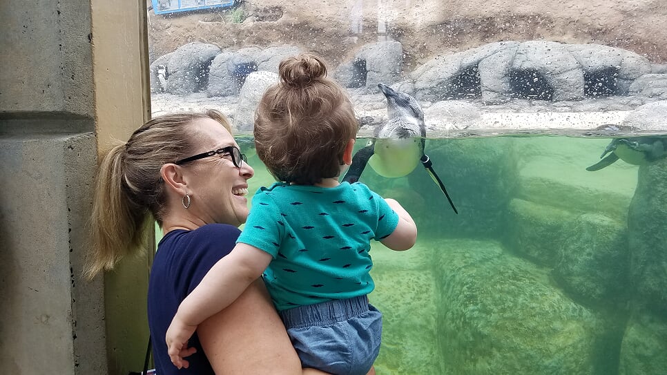 African Penguins swim in Penguin Park