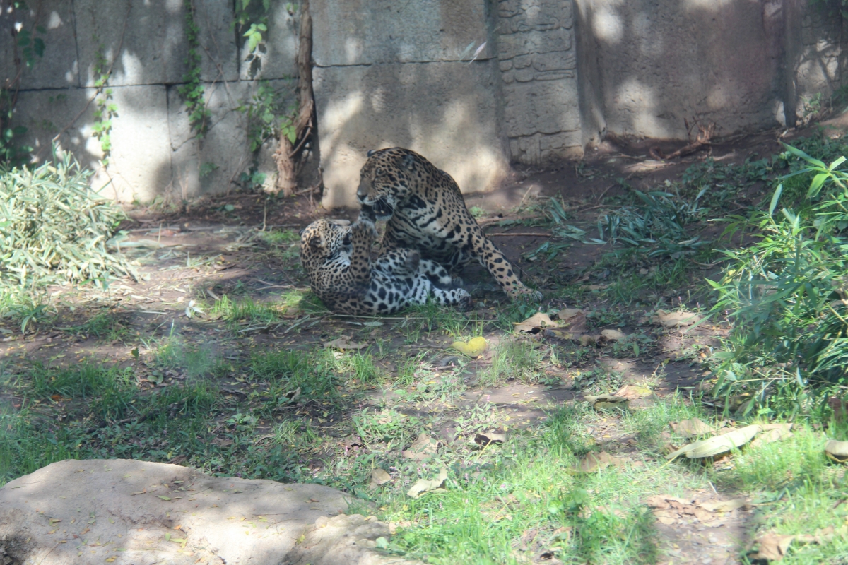 Niagara Big Cat Falls at the Philadelphia Zoo